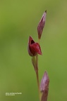 Kleinblütiger Zungenstendel (Serapias parviflora)